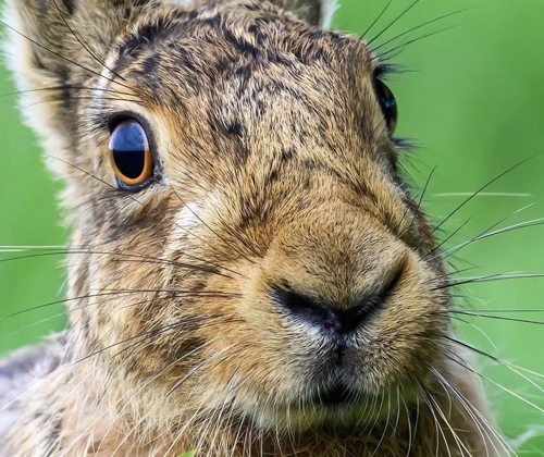 A brown hare in nature, courtesy of Sue Wood