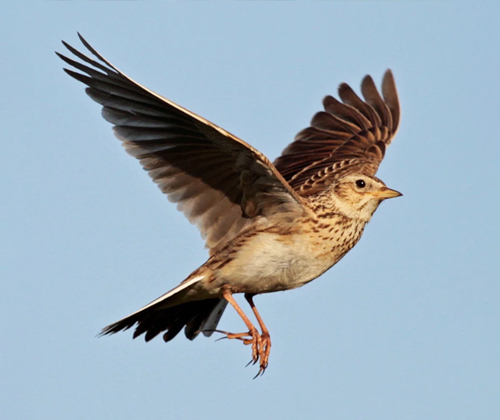 A skylark in flight, courtesy of Darren Chapman